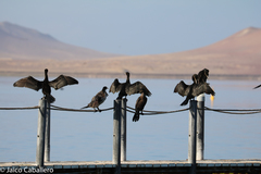 Nannopterum brasilianum