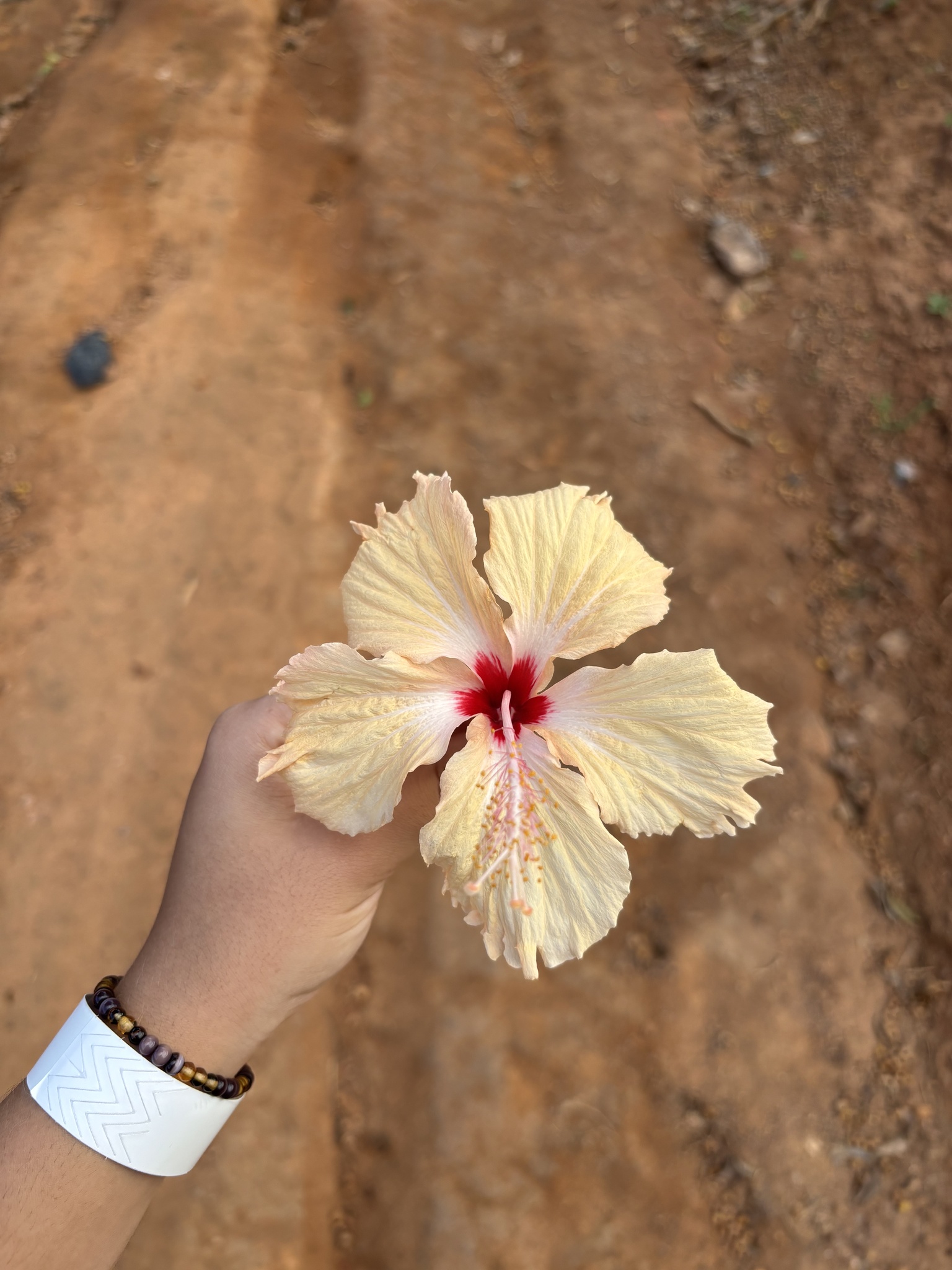 Hibiscus archeri
