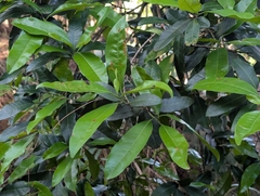 Pimenta dioica, photograph author not stated, no rights reserved