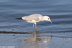 Chroicocephalus cirrocephalus