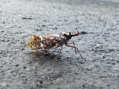 Phrictus moebiusi