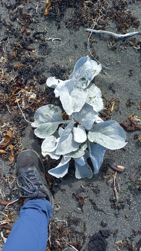 Senecio candidans, photograph 6