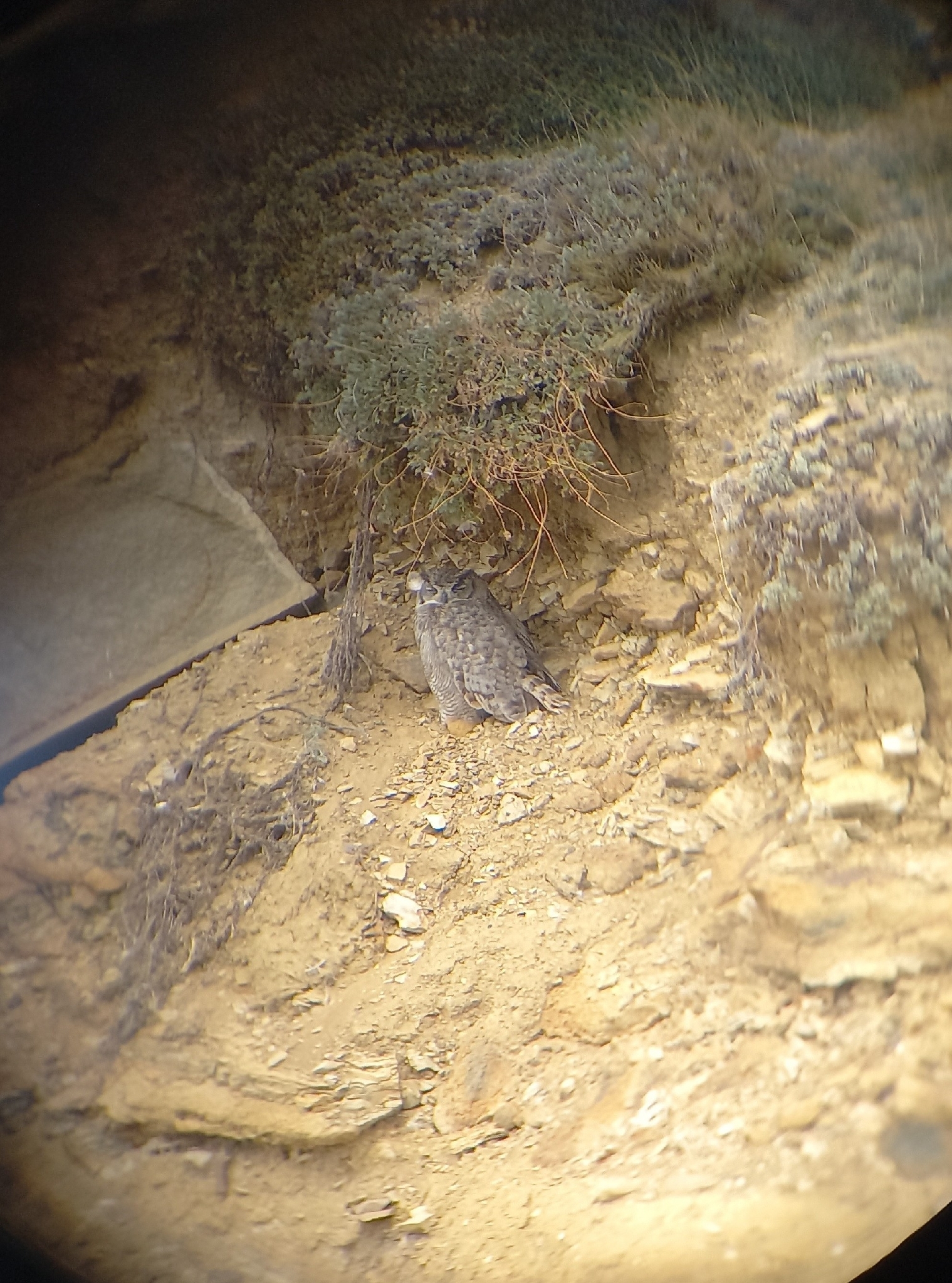 Lesser Horned Owl (Bubo magellanicus), photo 5