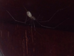 Pholcus phalangioides