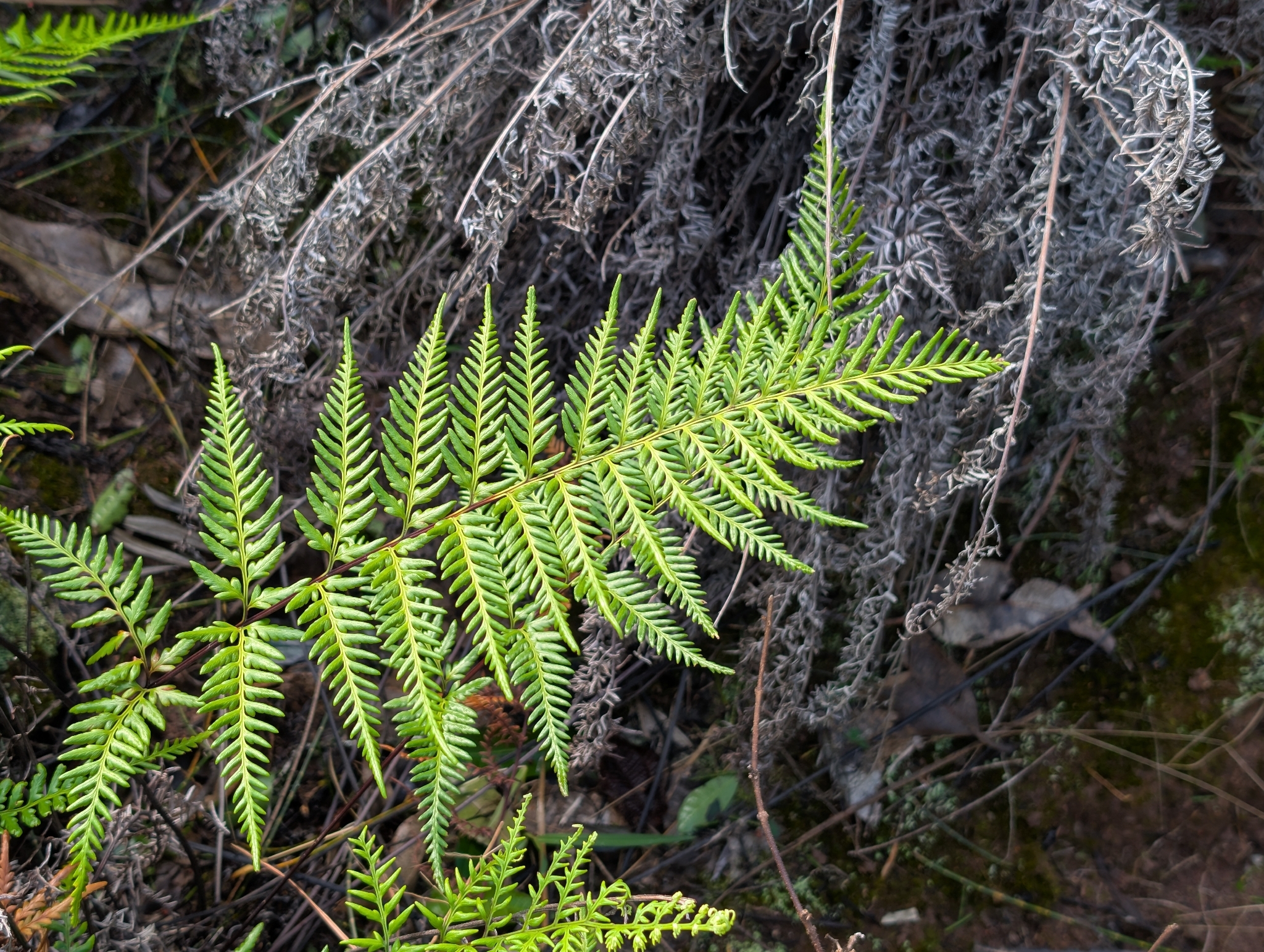 Gold Fern (Pityrogramma austroamericana)