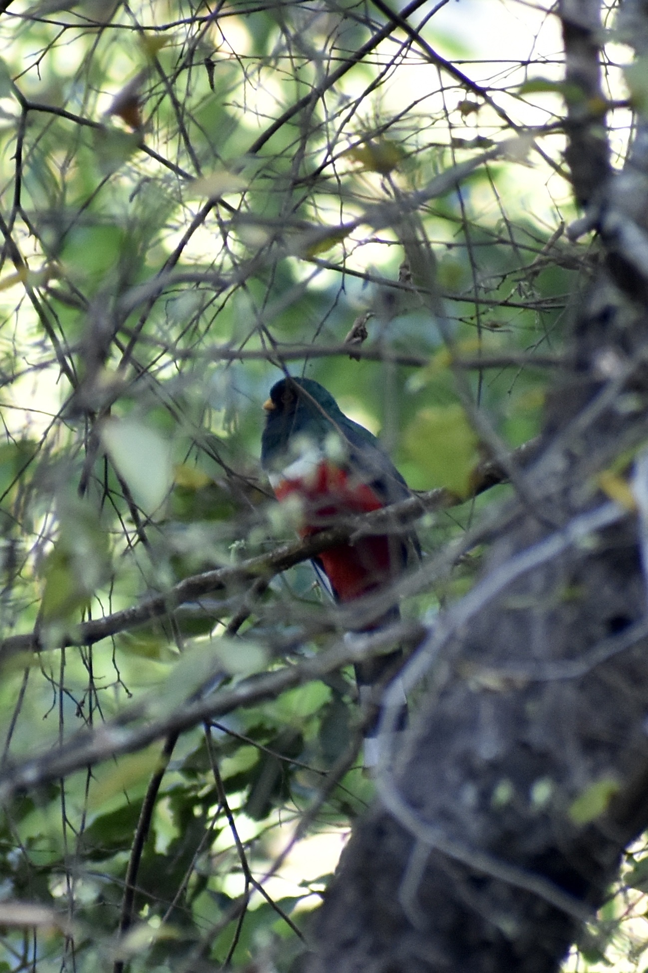 Mountain Trogon (Trogon mexicanus), photo 3
