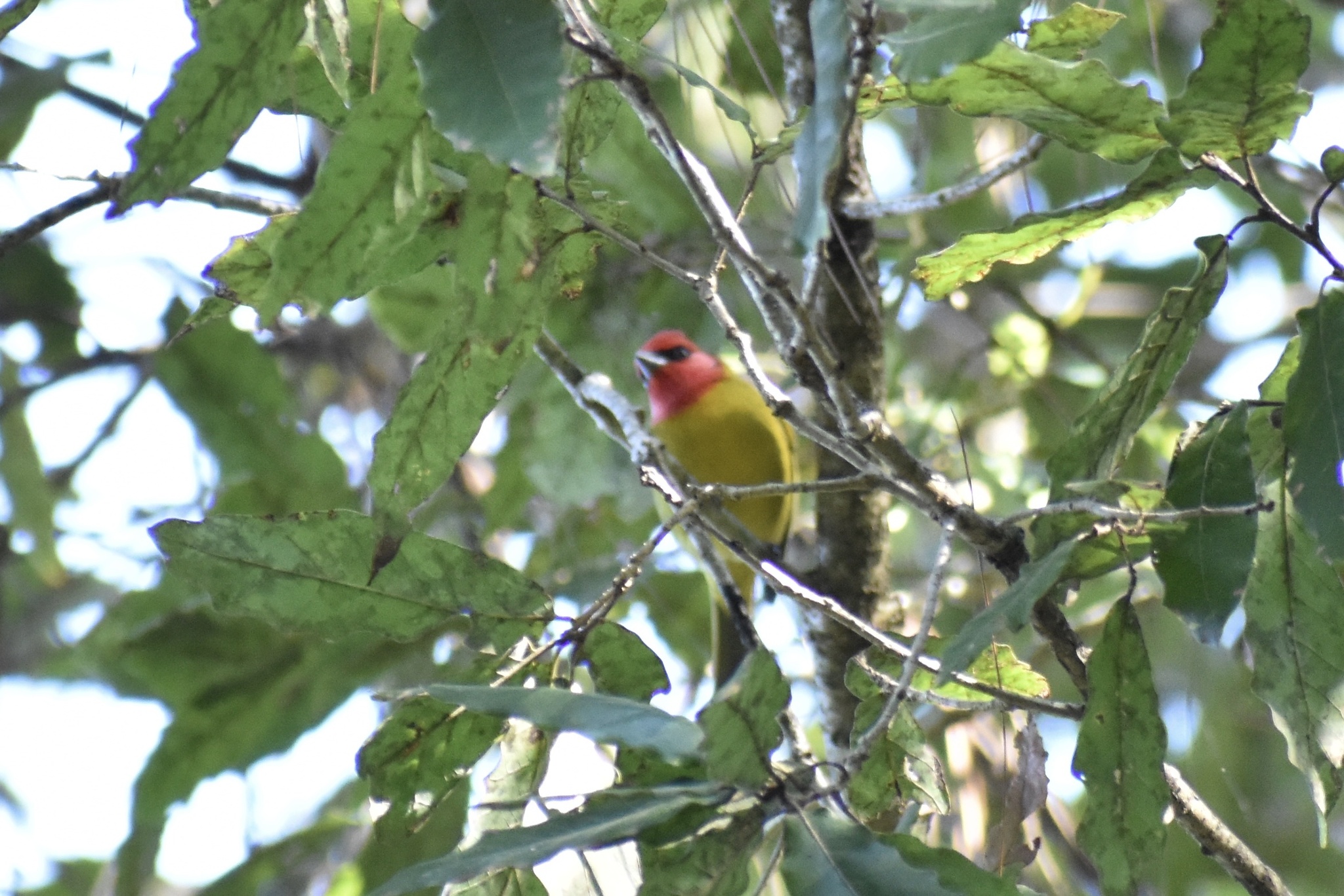 Red-headed Tanager (Piranga erythrocephala), photo 3