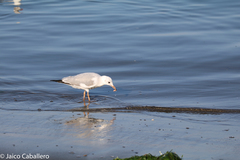 Chroicocephalus cirrocephalus