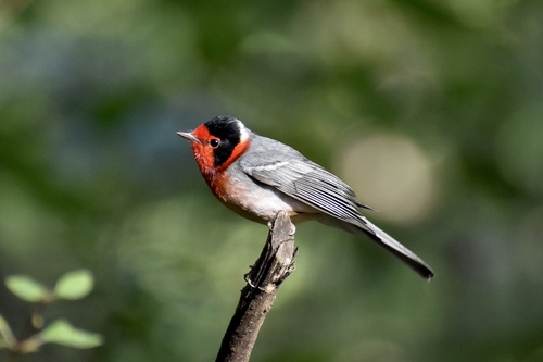 Red-faced Warbler (Cardellina rubrifrons), photo 10