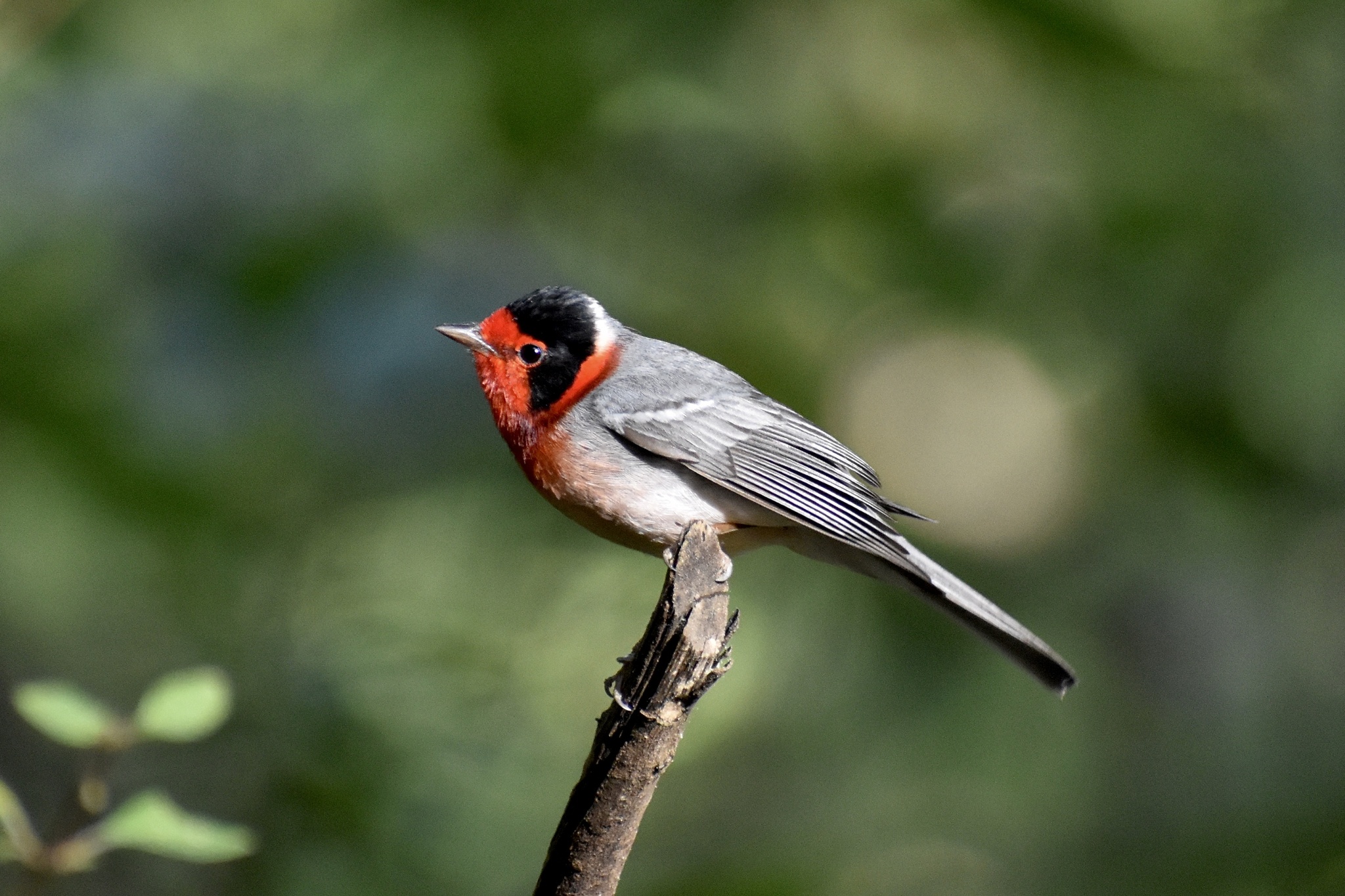 Red-faced Warbler (Cardellina rubrifrons), photo 10