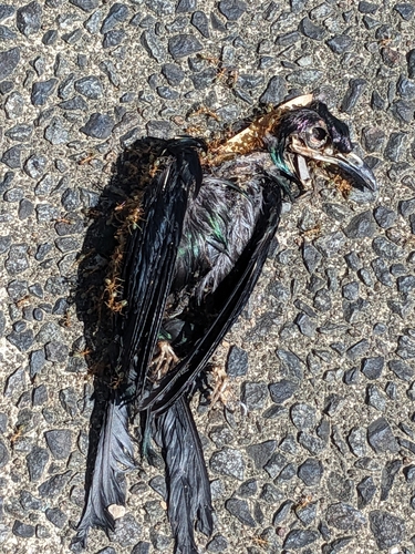 Metallic Starling (Aplonis metallica)