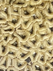 Palythoa grandiflora