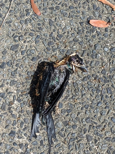 Metallic Starling (Aplonis metallica), photo 2