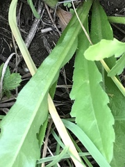 Erigeron primulifolius