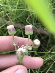 Erigeron primulifolius