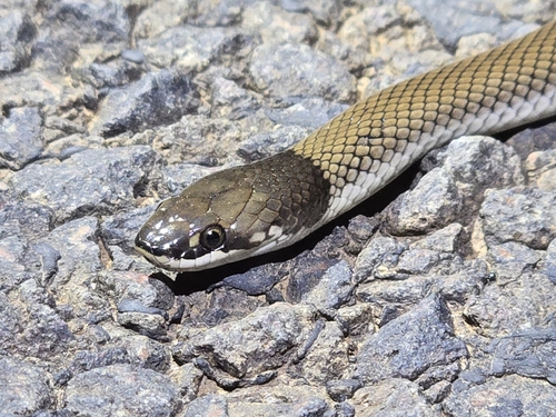 Curl Snake
