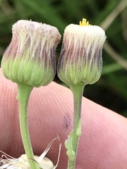Erigeron primulifolius