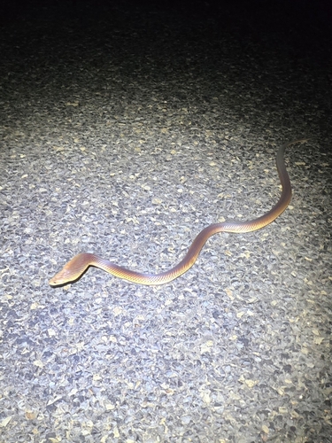 Mulga Snake