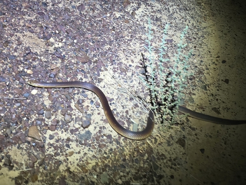 Mulga Snake