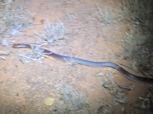 Mulga Snake
