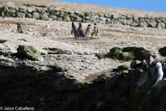 Spheniscus humboldti