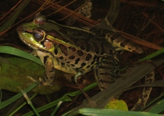 Lithobates lenca