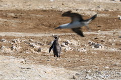 Spheniscus humboldti