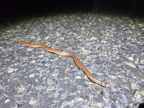 Eastern Shovel-nosed Snake