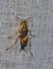 Mischocyttarus angulatus