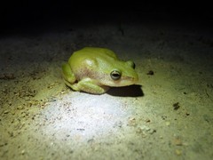 Hyperolius kivuensis