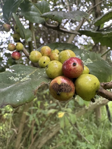 Xylosma spiculifera, photograph 1