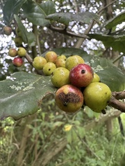 Xylosma spiculifera, photograph (c) Nicolás Baresch Uribe, some rights reserved (CC BY)