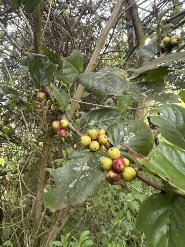 Xylosma spiculifera, photograph 2