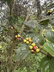 Xylosma spiculifera, photograph (c) Nicolás Baresch Uribe, some rights reserved (CC BY)