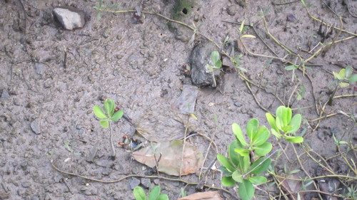 Parasesarma continentale