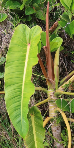 Philodendron imbe  iNaturalist