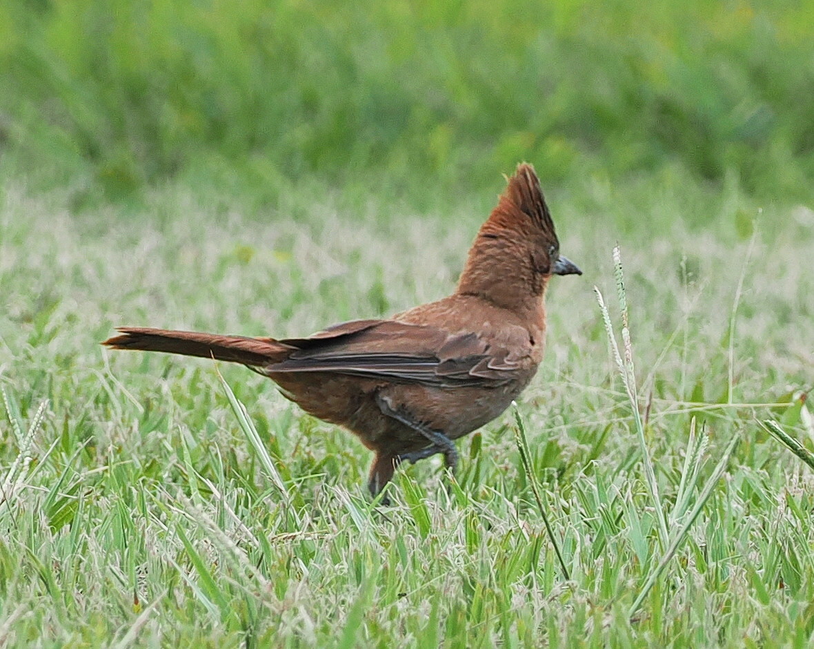 Brown Cacholote (Pseudoseisura lophotes), photo 10