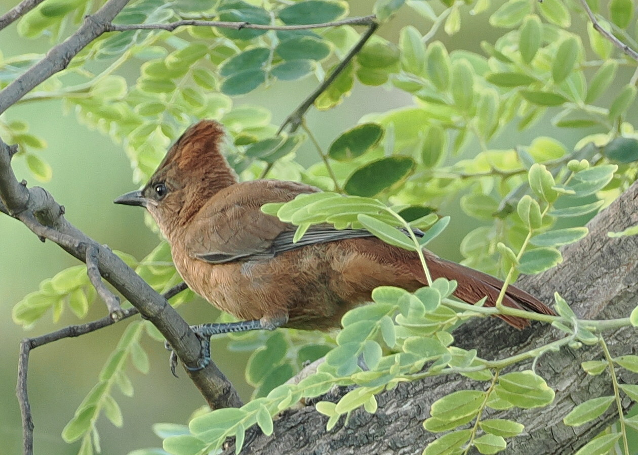 Brown Cacholote (Pseudoseisura lophotes), photo 7