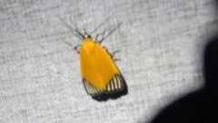 Mapeta xanthomelas