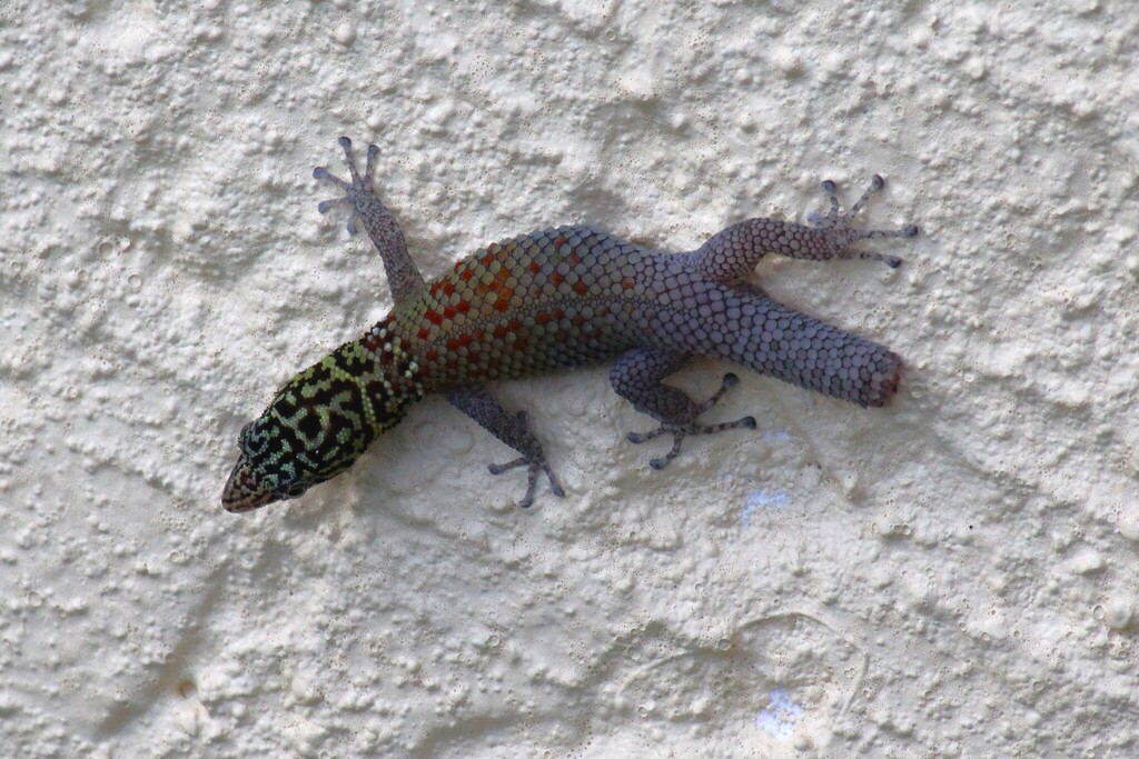 Lesser Gecko Cope's Least Gecko in February 2026 by Ryan Grow · iNaturalist