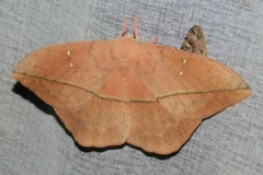 Lonomia columbiana