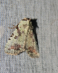 Perigea glaucoptera