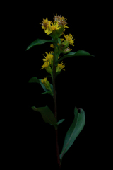 Solidago leiocarpa
