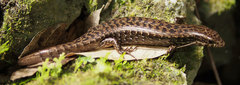 Diploglossidae