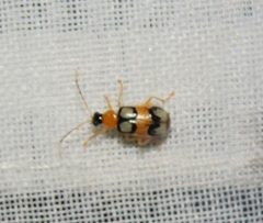 Diabrotica bioculata