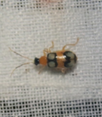 Diabrotica bioculata