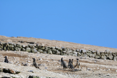 Spheniscus humboldti