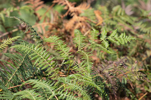 Pteridium observed 2025-12-09
