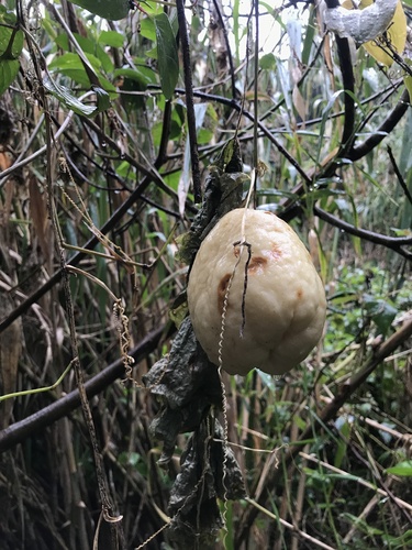 Chayote (Sicyos edulis)