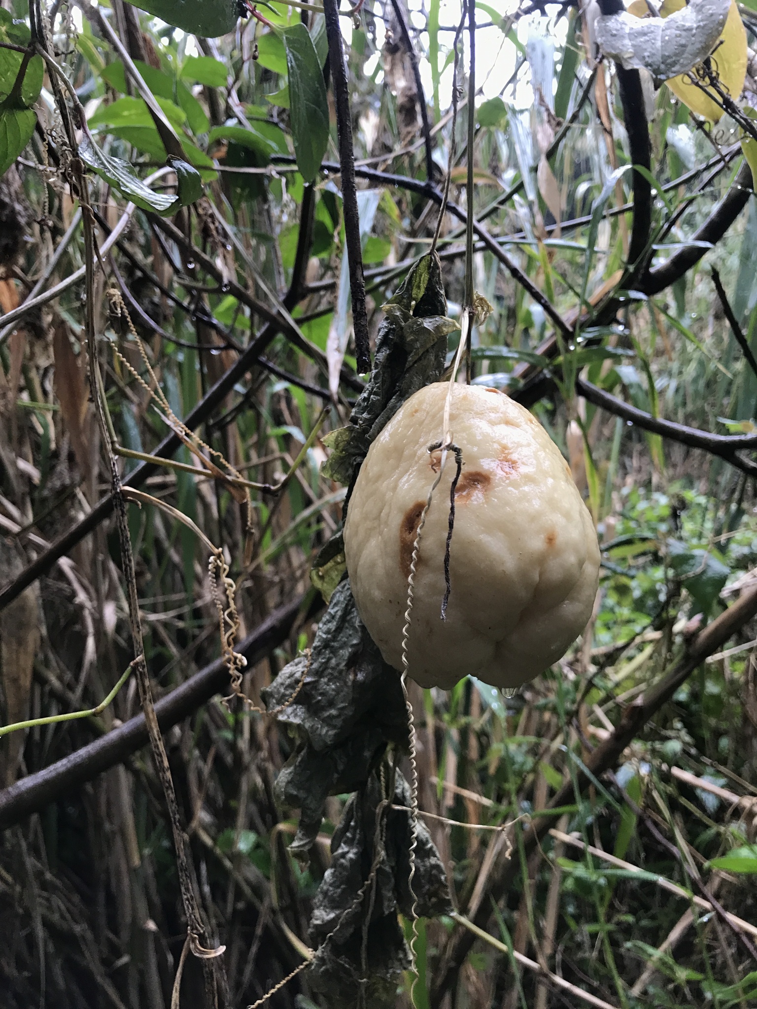 Chayote (Sicyos edulis)